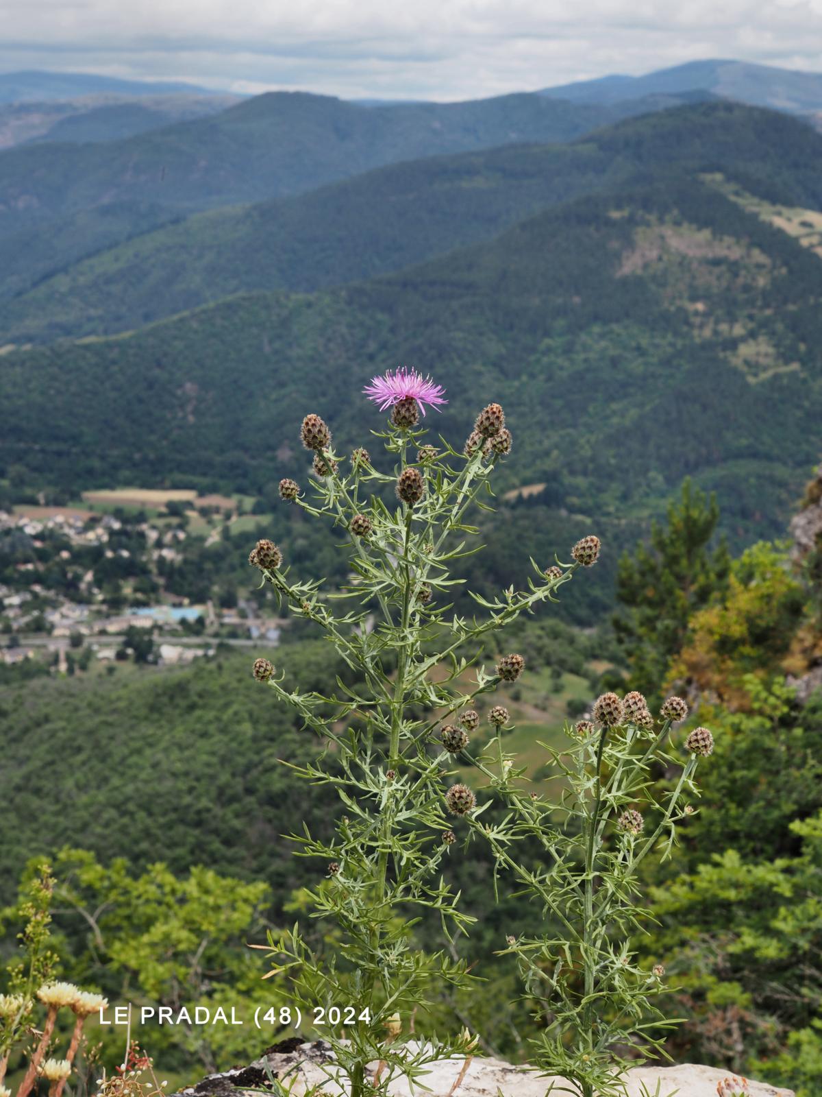 Knapweed, Cut-leaved plant